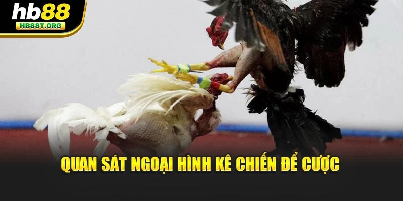 Quan sát ngoại hình kê chiến để cược